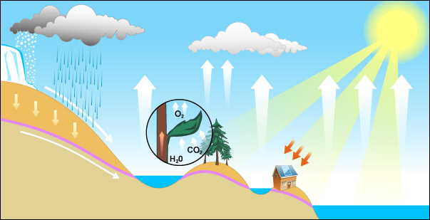 cycle water and photosynthesia